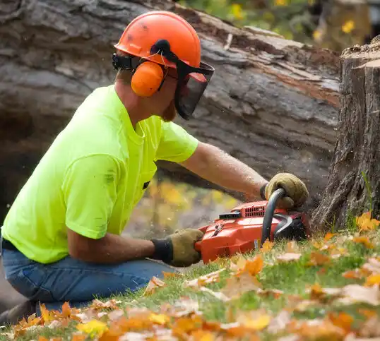 tree services Baudette